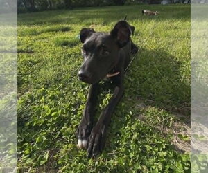 TRUFFLES - Female Mutt Dog for Adoption - Photo #2