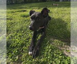 Small #1 Mutt