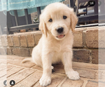 Small Photo #3 Golden Retriever Puppy For Sale in BELMONT, NC, USA