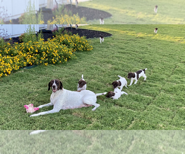 Medium Photo #1 German Shorthaired Pointer Puppy For Sale in DOSS, TX, USA