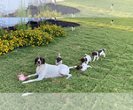 Small Photo #1 German Shorthaired Pointer Puppy For Sale in DOSS, TX, USA
