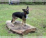 Small #1 German Shepherd Dog
