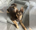 Saben - Male Affenpinscher-German Shepherd Dog Mix Dog for Adoption - Small photo