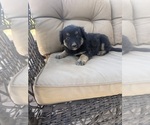 Small #5 Australian Shepherd