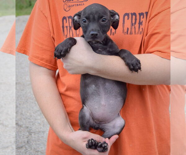 Medium Photo #5 American Staffordshire Terrier-Unknown Mix Puppy For Sale in Huntley, IL, USA