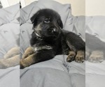 Small Photo #14 German Shepherd Dog Puppy For Sale in APACHE JUNCTION, AZ, USA