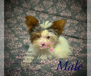 Yorkshire Terrier Puppy for sale in ROCKWOOD, TN, USA