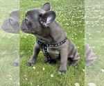 Small Photo #3 French Bulldog Puppy For Sale in METUCHEN, NJ, USA