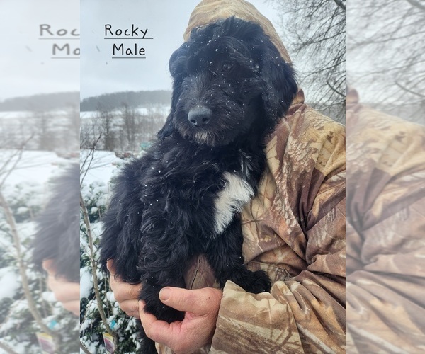 Medium Photo #4 F2 Aussiedoodle Puppy For Sale in LIVONIA, NY, USA