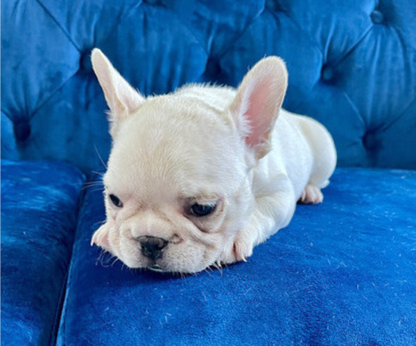 Medium Photo #16 French Bulldog Puppy For Sale in ANDERSONVILLE, TN, USA