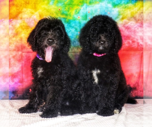 Medium Photo #4 Labradoodle Puppy For Sale in BURNS, TN, USA