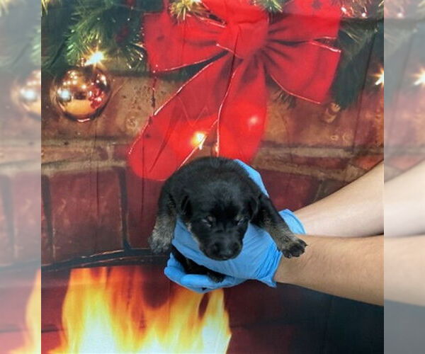 Medium Photo #1 German Shepherd Dog-Unknown Mix Puppy For Sale in San Bernardino, CA, USA