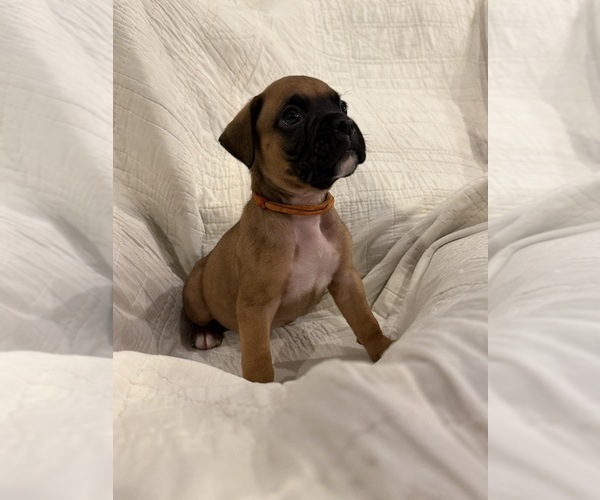 Medium Photo #3 Boxer Puppy For Sale in BRUSH CREEK, TN, USA