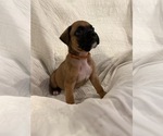 Small Photo #4 Boxer Puppy For Sale in BRUSH CREEK, TN, USA