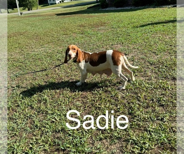 Medium Photo #1 Beagle Puppy For Sale in WOODBRIDGE, VA, USA