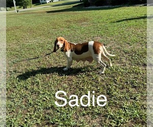 Mother of the Beagle puppies born on 05/28/2025