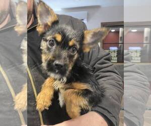 Mutt Dogs for adoption in Lewistown, PA, USA