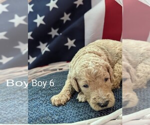 Goldendoodle Puppy for sale in FRANKLINVILLE, NC, USA