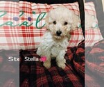 Puppy Stella Goldendoodle-Poodle (Miniature) Mix