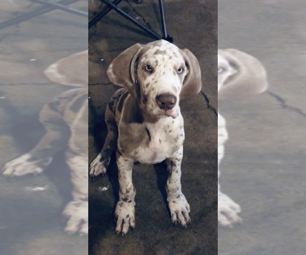Medium Photo #1 Great Dane Puppy For Sale in LAFAYETTE, IN, USA