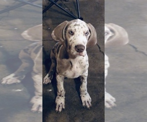 Great Dane Puppy for sale in LAFAYETTE, IN, USA