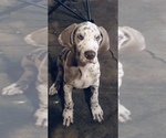 Small Photo #1 Great Dane Puppy For Sale in LAFAYETTE, IN, USA