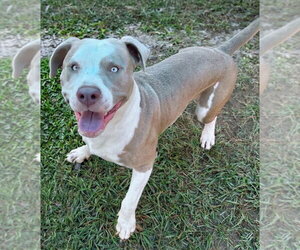 Mutt Dogs for adoption in Bryant, AR, USA