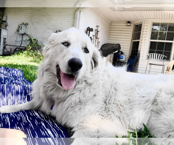 Medium Photo #6 Great Pyrenees Puppy For Sale in Spring, TX, USA