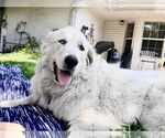 Small #5 Great Pyrenees