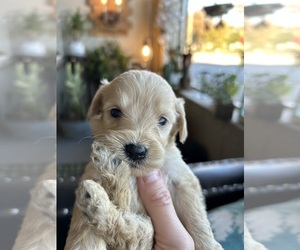 Goldendoodle (Miniature) Puppy for Sale in ROWLEY, Massachusetts USA