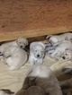 Small Photo #9 Golden Retriever Puppy For Sale in RAMONA, CA, USA