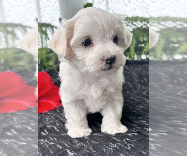 Medium Photo #10 Maltese Puppy For Sale in ROCK STREAM, NY, USA