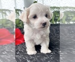 Small #9 Maltese