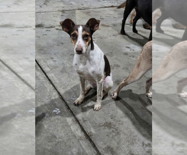 Medium Photo #8 Mutt Puppy For Sale in New York, NY, USA