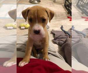 Mutt Dogs for adoption in Holly Springs, NC, USA