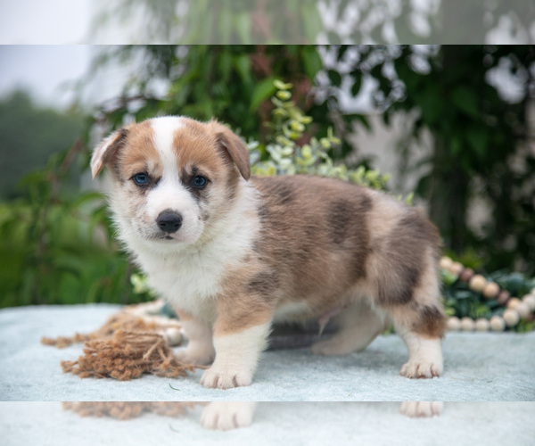 Medium Photo #32 Pembroke Welsh Corgi Puppy For Sale in NEW CONCORD, OH, USA