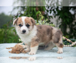Puppy Bandit Pembroke Welsh Corgi