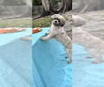 Small #11 Shih Tzu