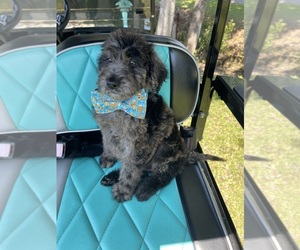 Labradoodle Puppy for sale in GEORGETOWN, SC, USA