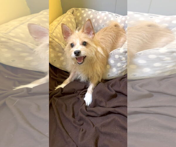 Medium Photo #9 Mutt Puppy For Sale in Weston, FL, USA
