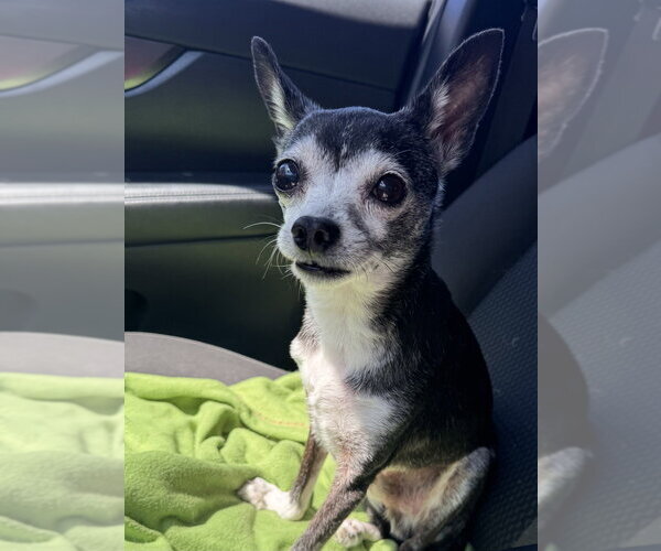 Medium Photo #1 Chihuahua-Unknown Mix Puppy For Sale in Raleigh, NC, USA