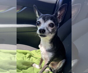 Chihuahua-Unknown Mix Dogs for adoption in Raleigh, NC, USA