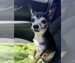 Small Chihuahua Mix