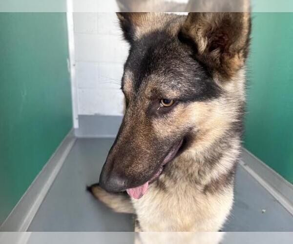 Medium Photo #1 German Shepherd Dog-Unknown Mix Puppy For Sale in Visalia, CA, USA