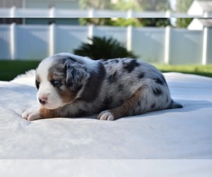 Miniature Australian Shepherd Puppy for sale in PALM COAST, FL, USA