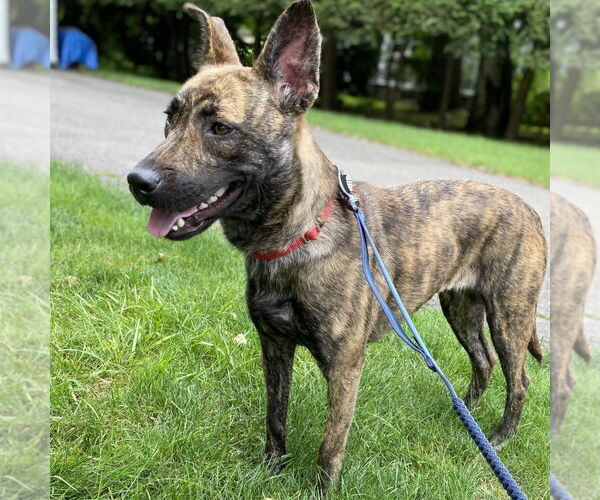 Medium Photo #6 Mutt Puppy For Sale in Canton, CT, USA