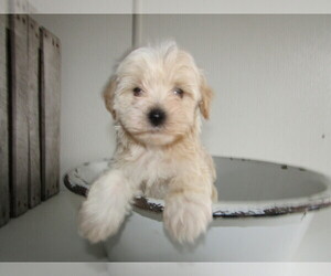 Schnoodle (Miniature) Puppy for sale in ANN ARBOR, MI, USA