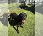 LOLA - Female Daniff Dog for Adoption - Small photo