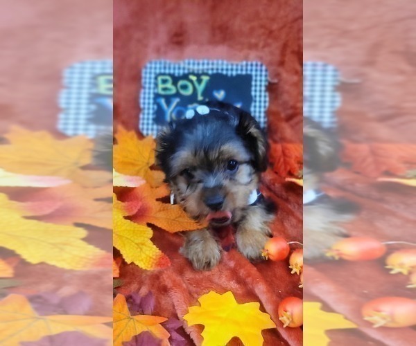 Medium Photo #2 Yorkshire Terrier Puppy For Sale in AKRON, OH, USA