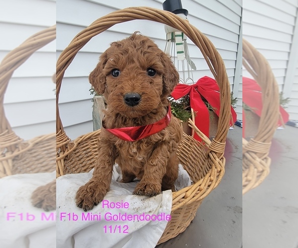 Medium Photo #1 Goldendoodle (Miniature) Puppy For Sale in SHIPSHEWANA, IN, USA
